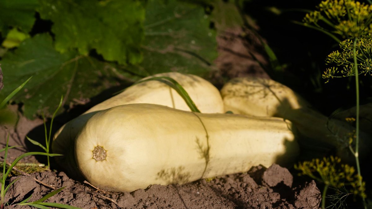 squash garden