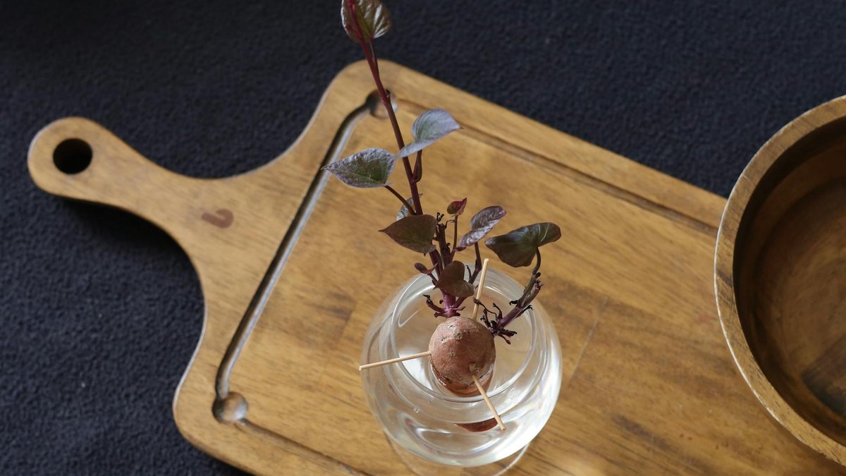 sweet potato indoor