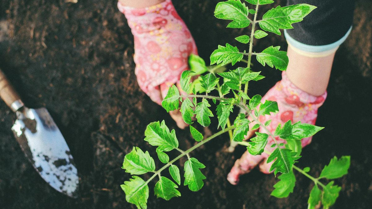 tomato soil planting