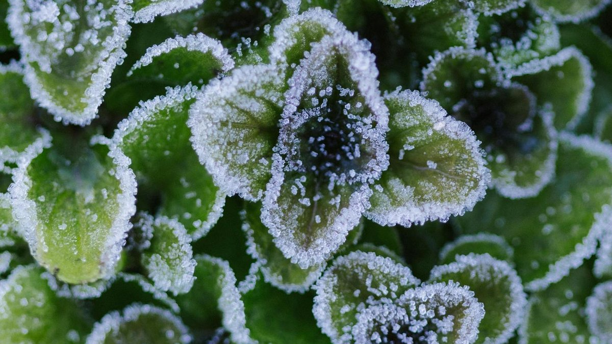 winter frost garden vegetables