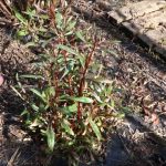 Planter et entretenir la gaura au jardin