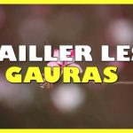 Tailler la gaura en pleine terre