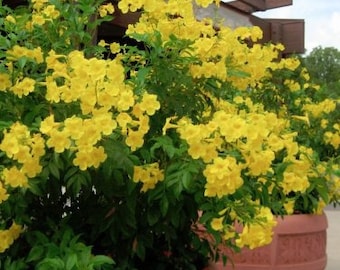1. ‘Balconi Yellow’ : la star des balcons