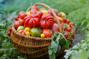 1. La tomate (en continu)