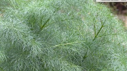 1. Le fenouil (Foeniculum vulgare)