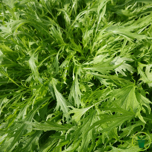 1. Le kale (chou frisé) : le roi des légumes verts