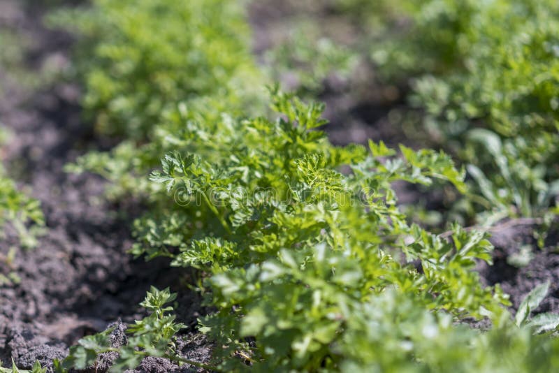 2. Le persil (Petroselinum crispum)