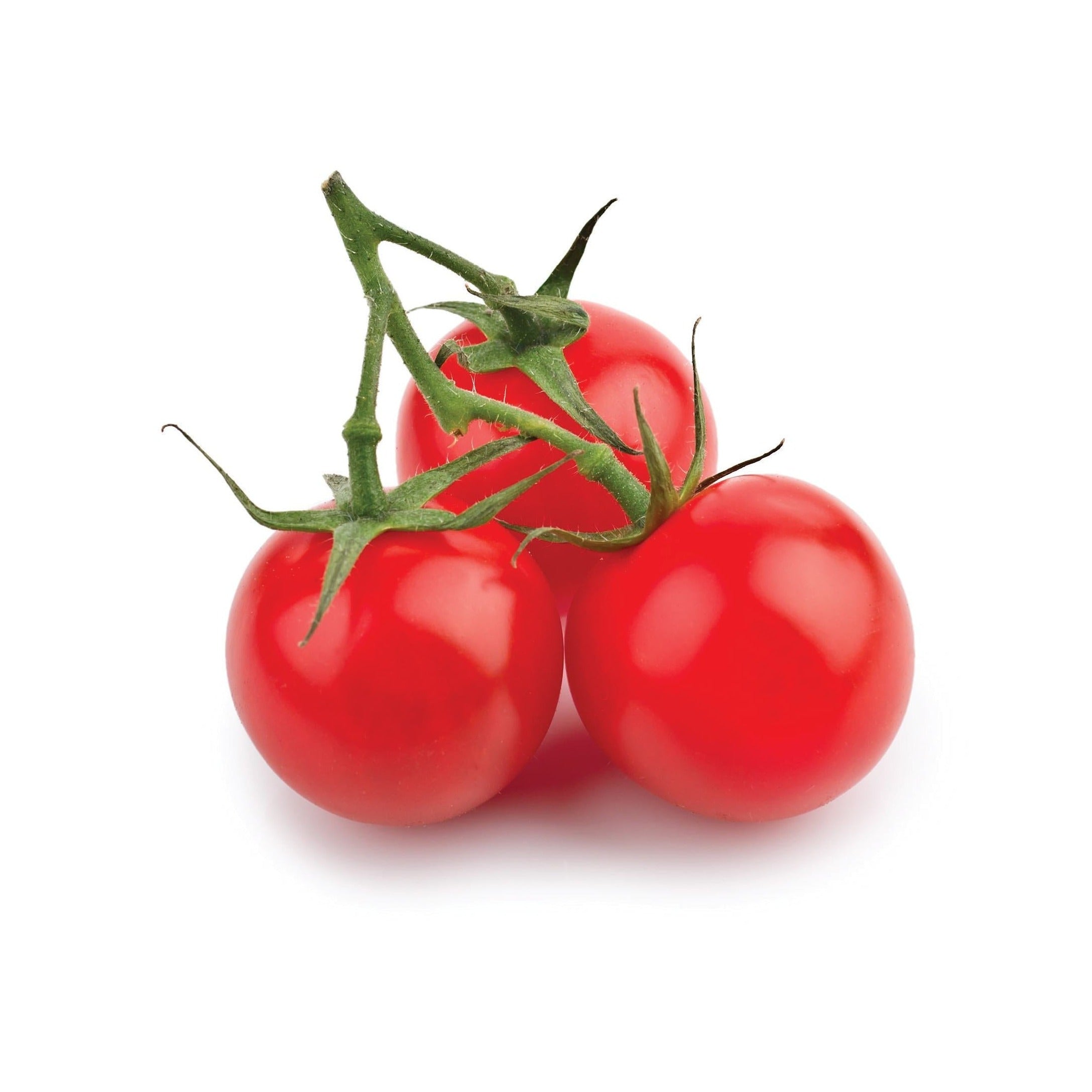 2. ‘Tiny Tim’ : la tomate cerise compacte