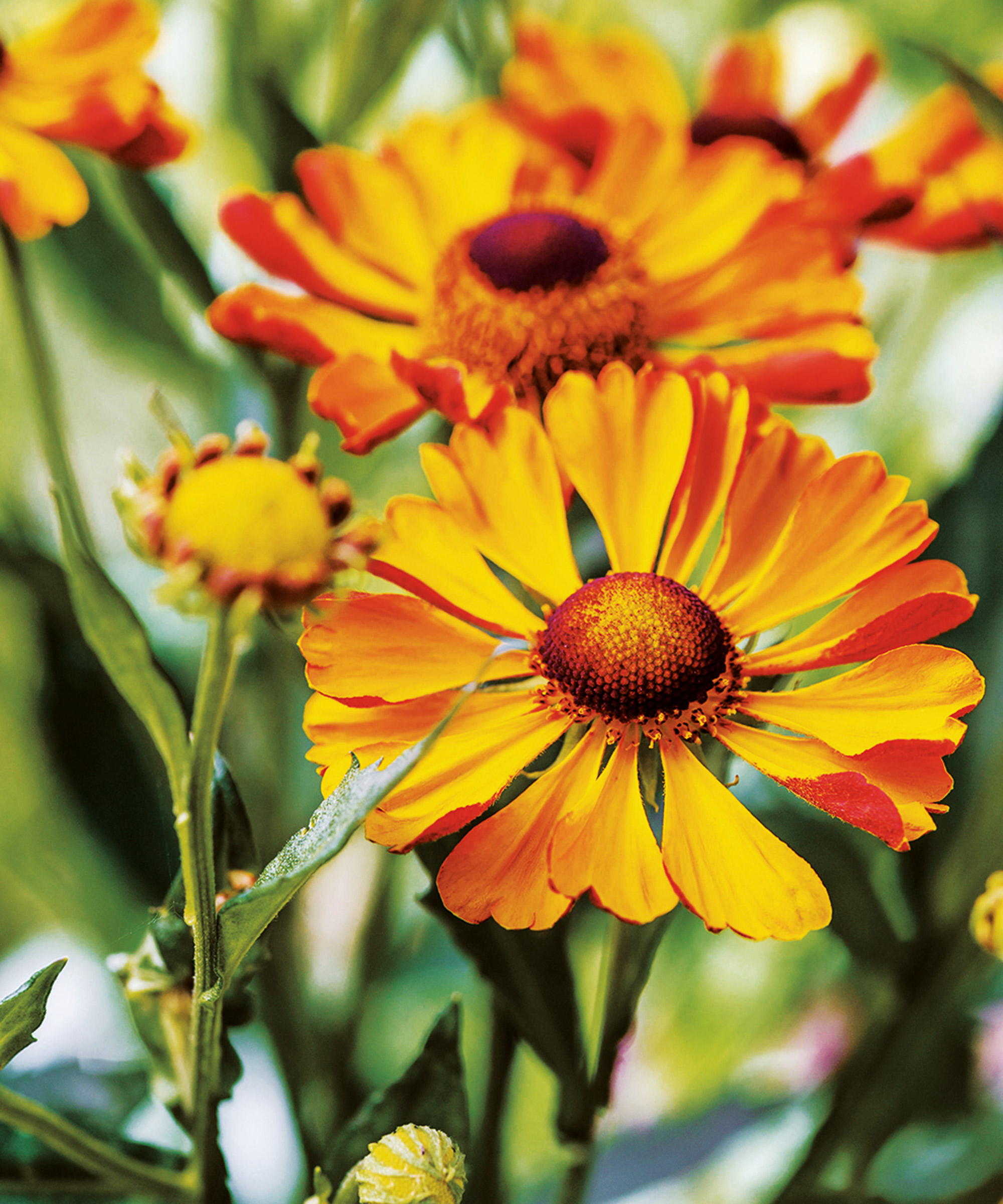 1. Les héléniums (Helenium)