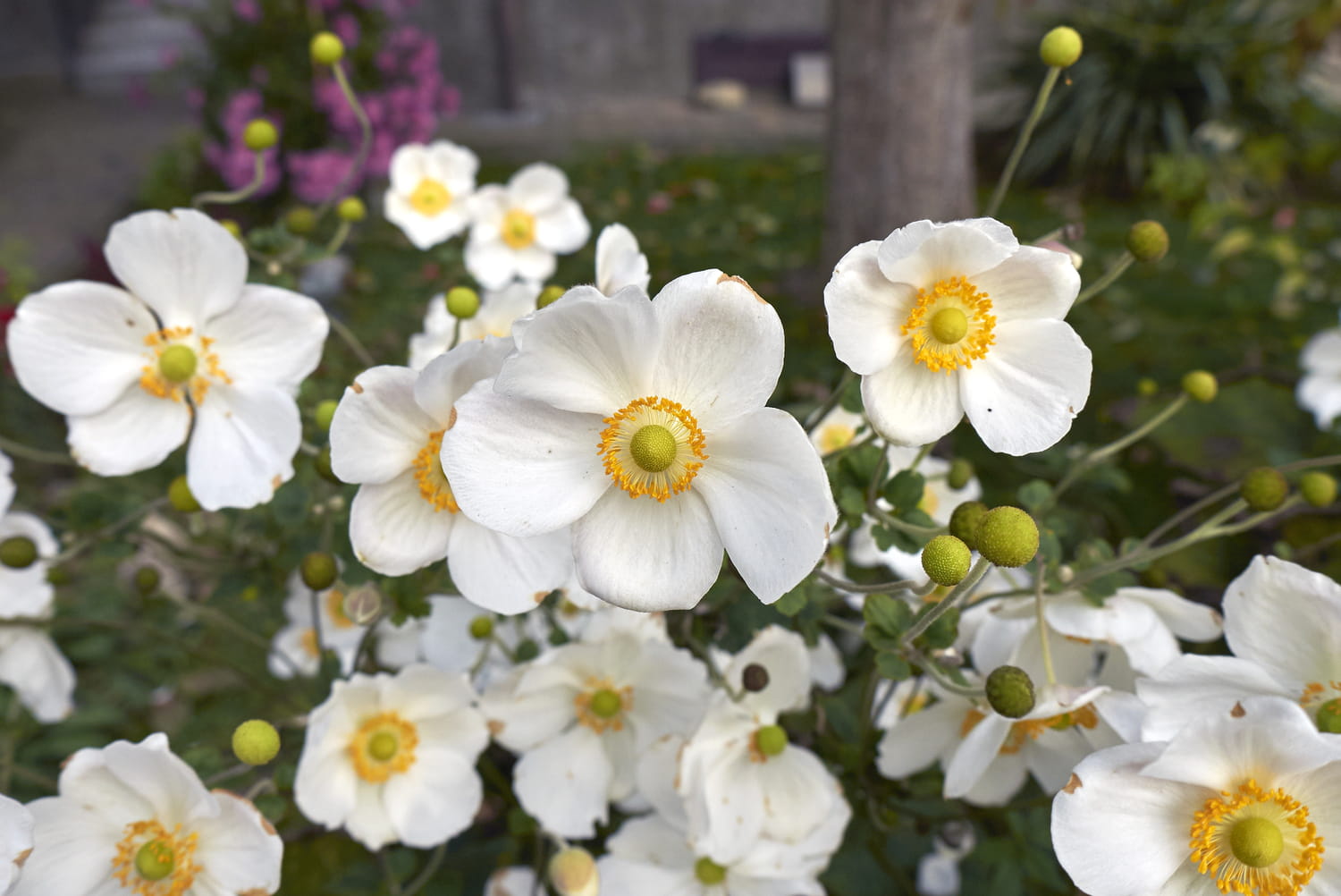 2. Les anémones du Japon (Anemone japonica)