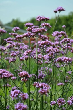 3. La verveine de Buenos Aires (Verbena bonariensis)