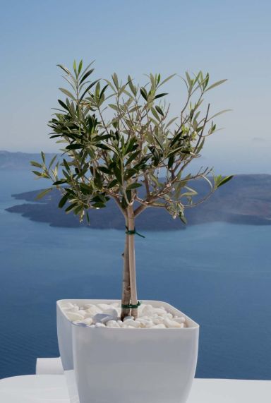 1. Olivier (Olea europaea)