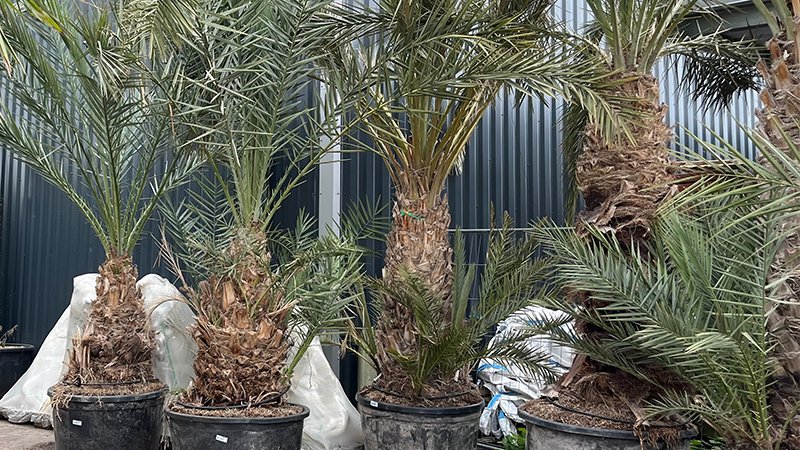2. Palmier phœnix et palmier nain (Chamaerops humilis)