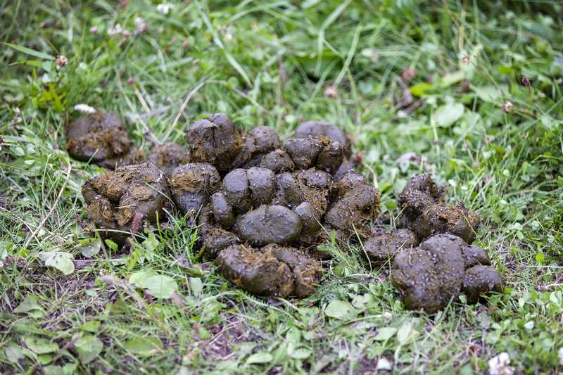 Les précautions essentielles avant d'utiliser le fumier de cheval