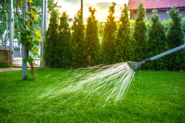 Quand arroser vraiment pendant une canicule ?
