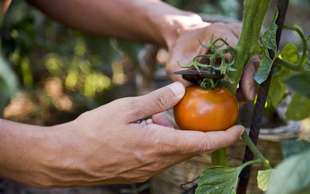 Pourquoi semer en juillet ? Les avantages d’un potager d’été
