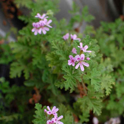 3. Le géranium rosat : le pélargonium odorant