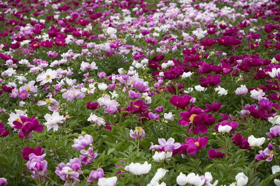 Associer les salvias dans votre jardin