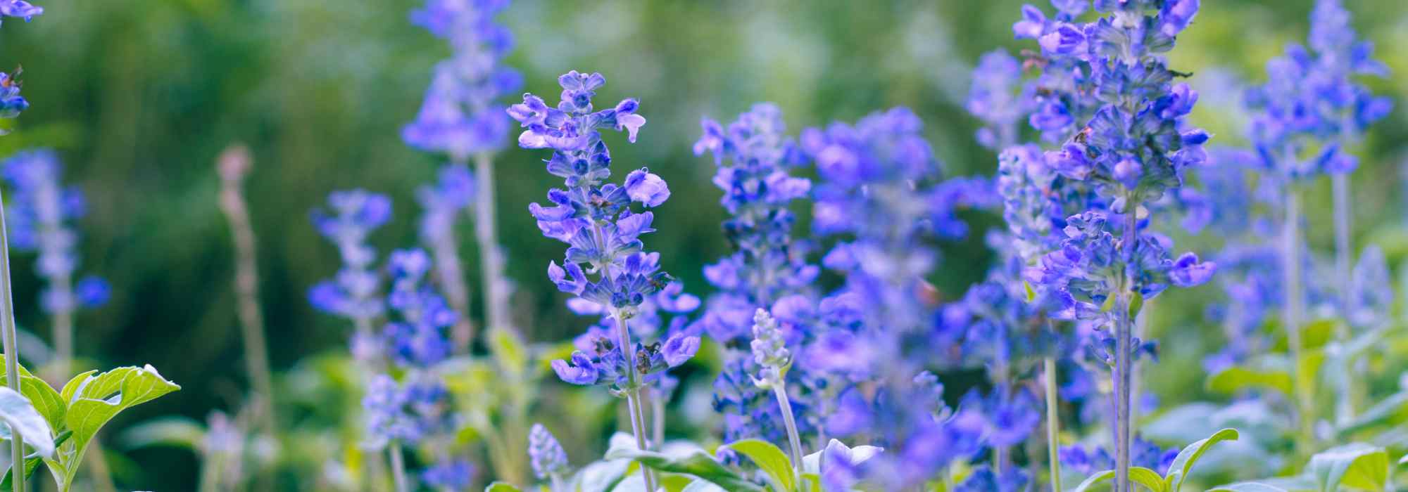 Les 10 meilleures salvias pour votre jardin