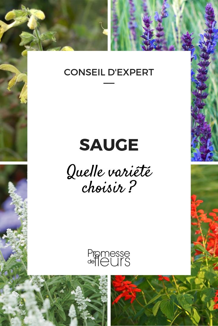 Pourquoi choisir les salvias pour votre jardin français ?