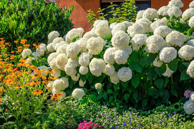 Plantes blanches pour tous les climats français