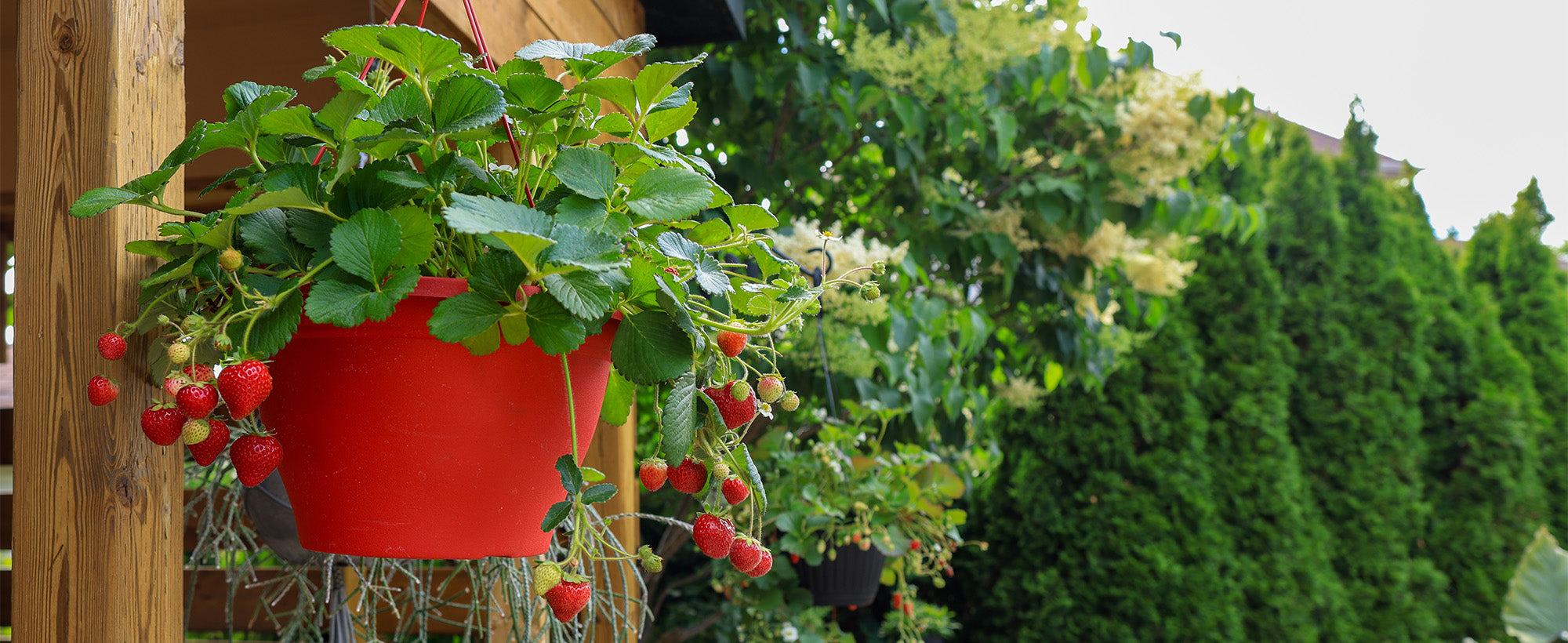 Les fraises : un fruit sucré sur votre balcon