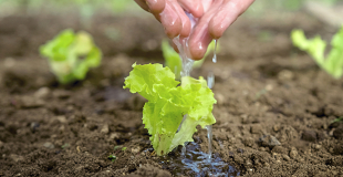 Les salades à couper : récoltes multiples