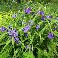 1. L'éphémère de Virginie (Tradescantia virginiana)