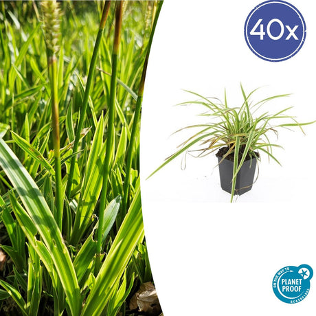 2. Le carex (Carex morrowii)
