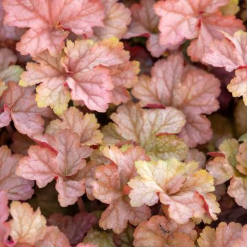 3. L'heuchère (Heuchera)