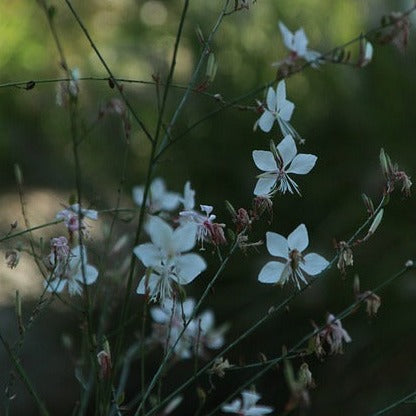 2. Le Gaura (Gaura lindheimeri)