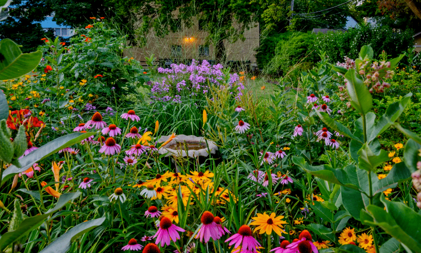 Pourquoi planter des vivaces en juillet ?