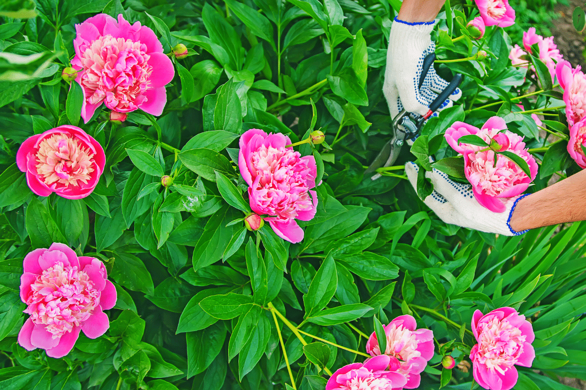 Pourquoi tailler les pivoines est essentiel pour leur floraison