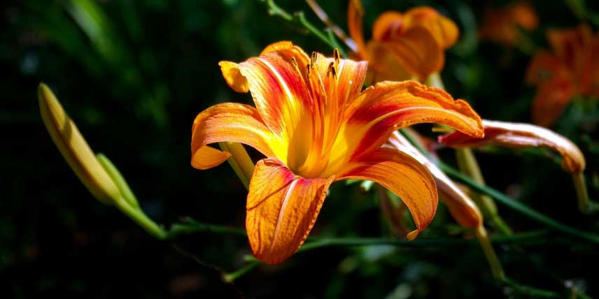 Fertilisation : le secret d'une floraison longue durée