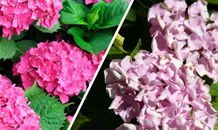 Pourquoi les hortensias changent-ils de couleur ?