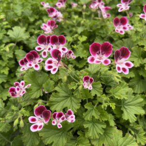 1. Le géranium vivace (Pélargonium)