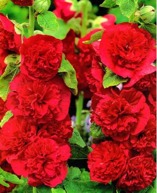 2. La rose trémière (Alcea rosea)