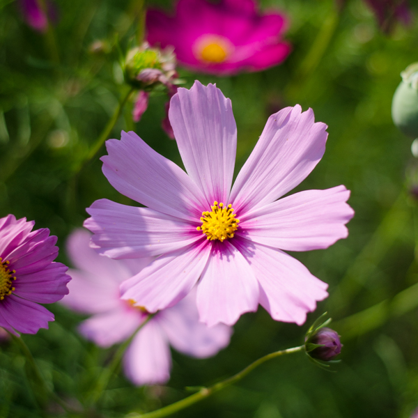 3. Le cosmos (Cosmos bipinnatus)
