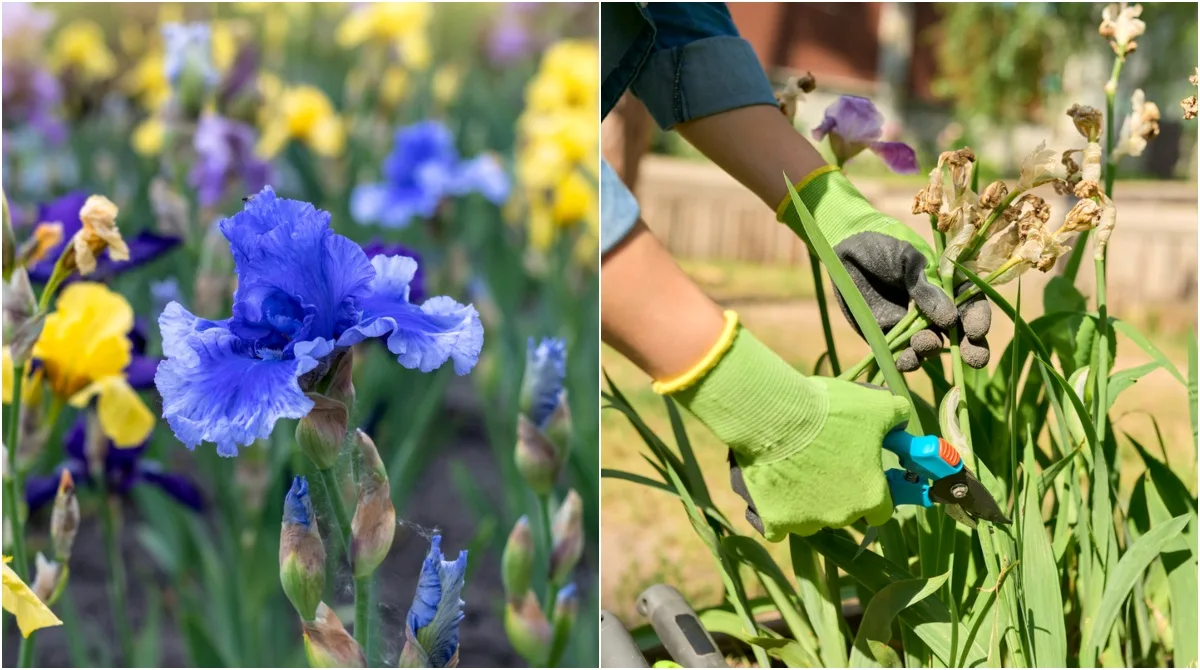 Quand tailler les iris après la floraison ?