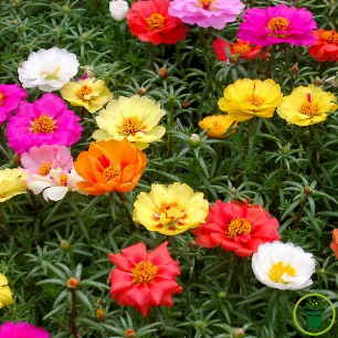 1. Le pourpier à grandes fleurs (Portulaca grandiflora)