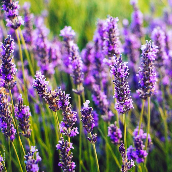 2. La lavande (Lavandula angustifolia)