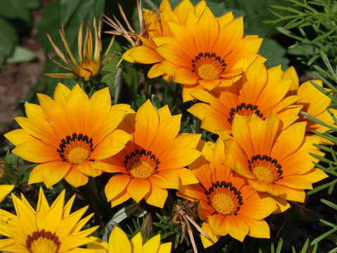 3. Le gazania (Gazania rigens)