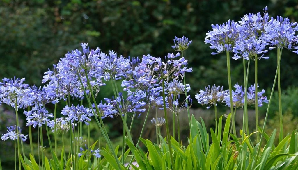 Pourquoi certaines fleurs supportent-elles mieux la chaleur ?