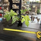 L’arrosage : la juste mesure pour des fleurs abondantes