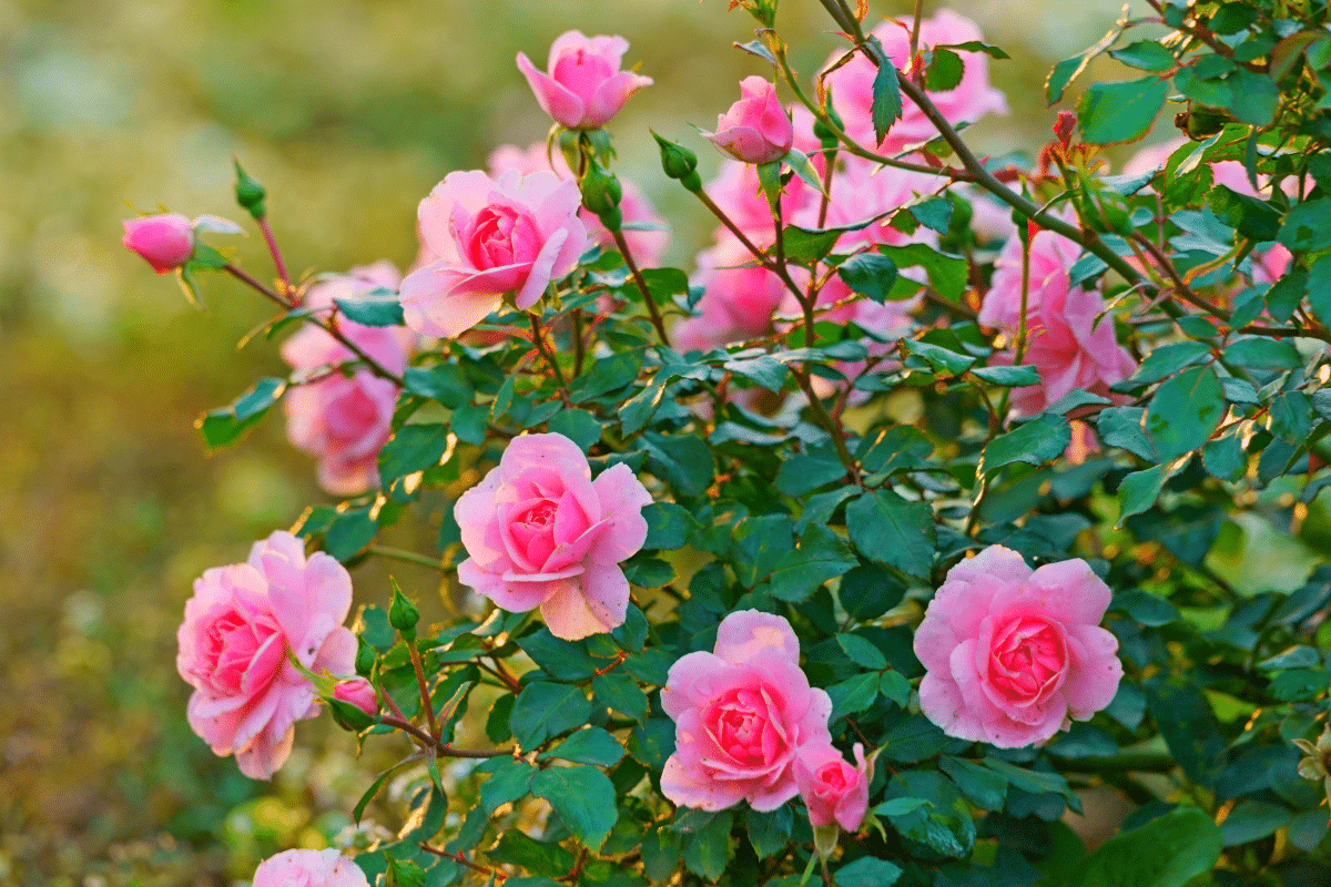 Pourquoi certains rosiers fleurissent-ils moins longtemps ?