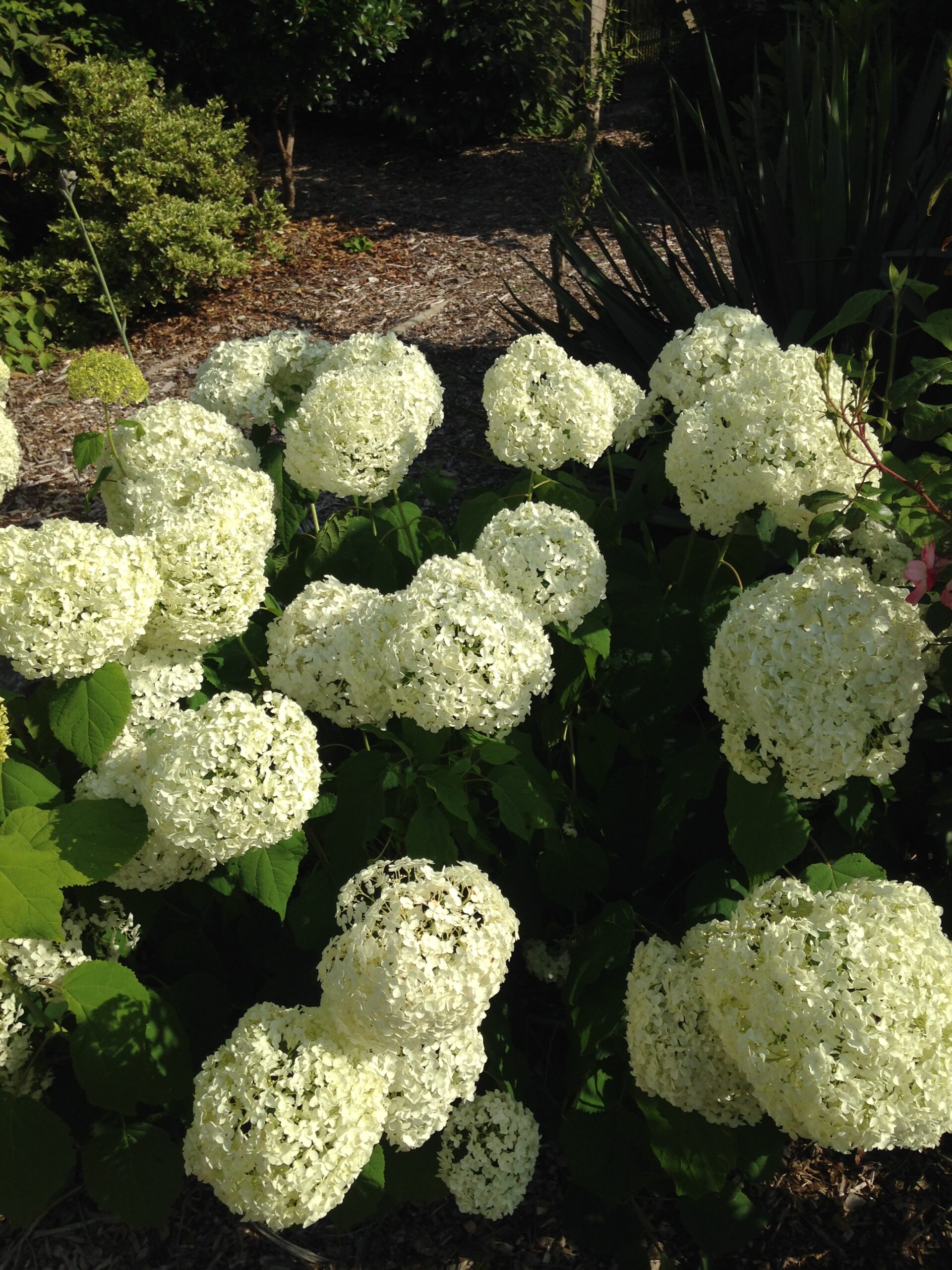 1. Hortensia 'Annabelle' (Hydrangea arborescens)