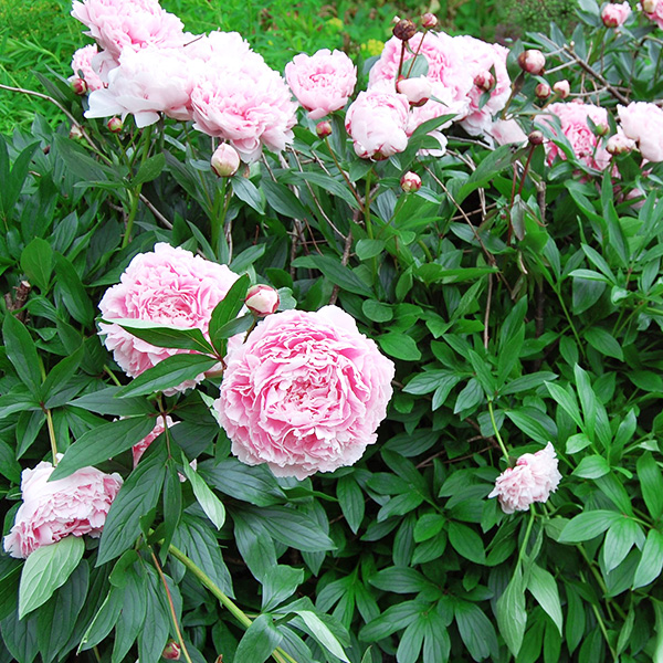 3. Pivoine 'Sarah Bernhardt'