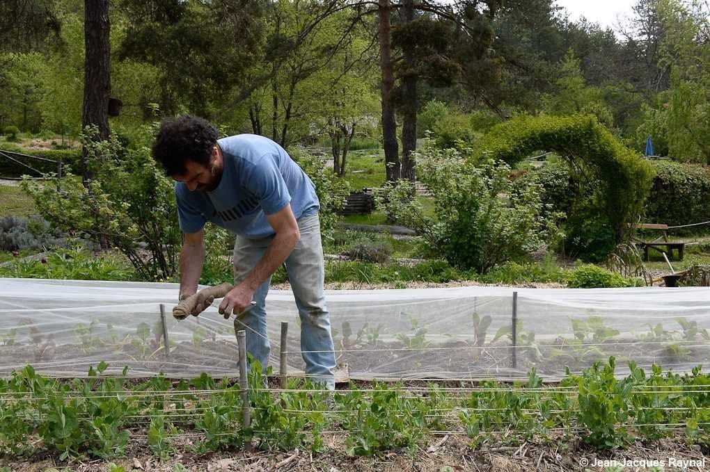 Comment cueillir les petits pois sans abîmer la plante ?