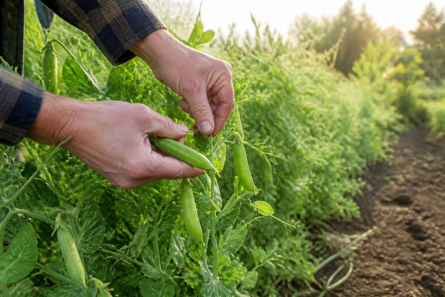 Quand récolter les petits pois pour une saveur optimale ?