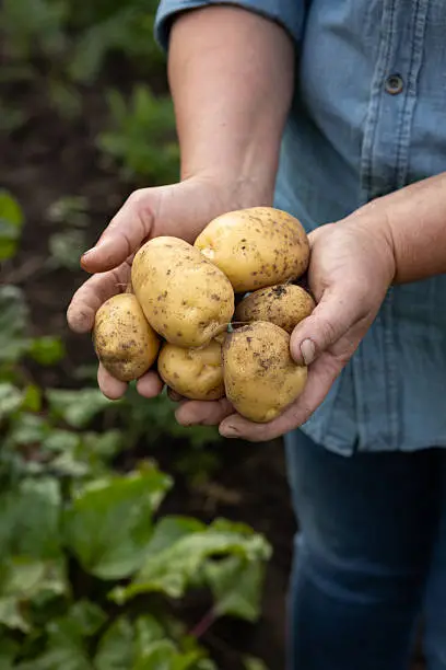 1. Les pommes de terre